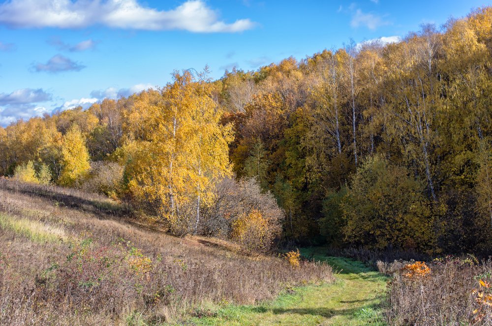 Осенние наряды леса