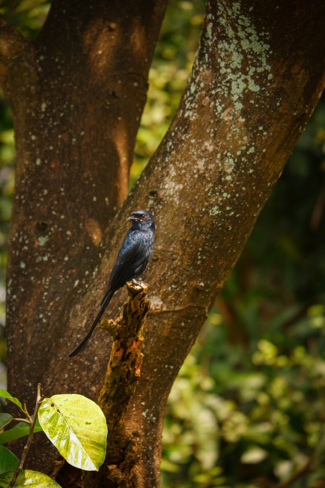 Photograph by Sajni Babu