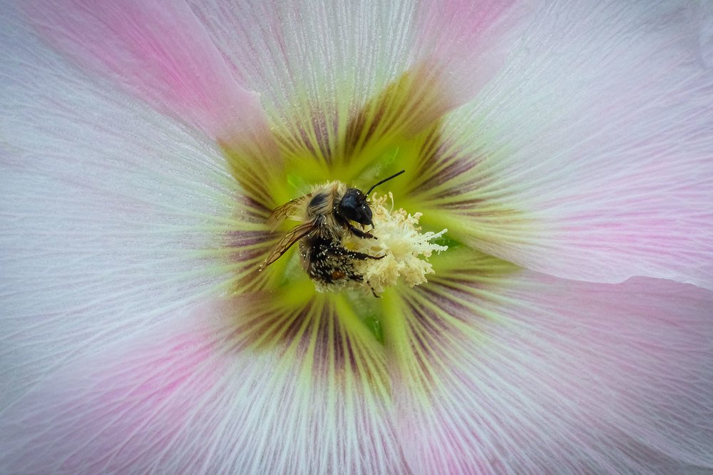 Пчёлка в пыльце.