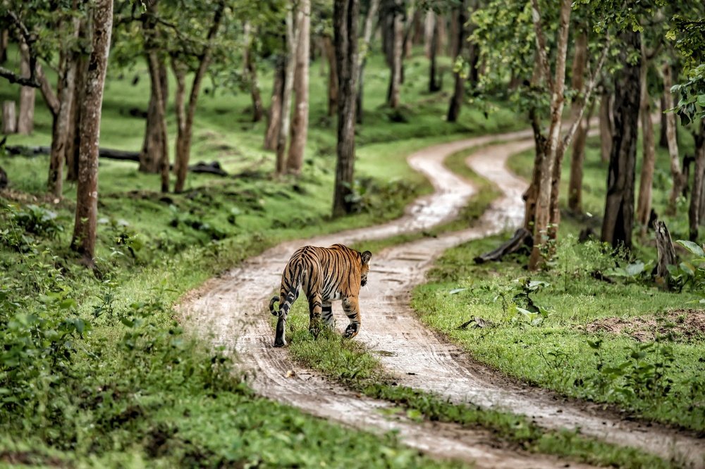 Tiger on the move