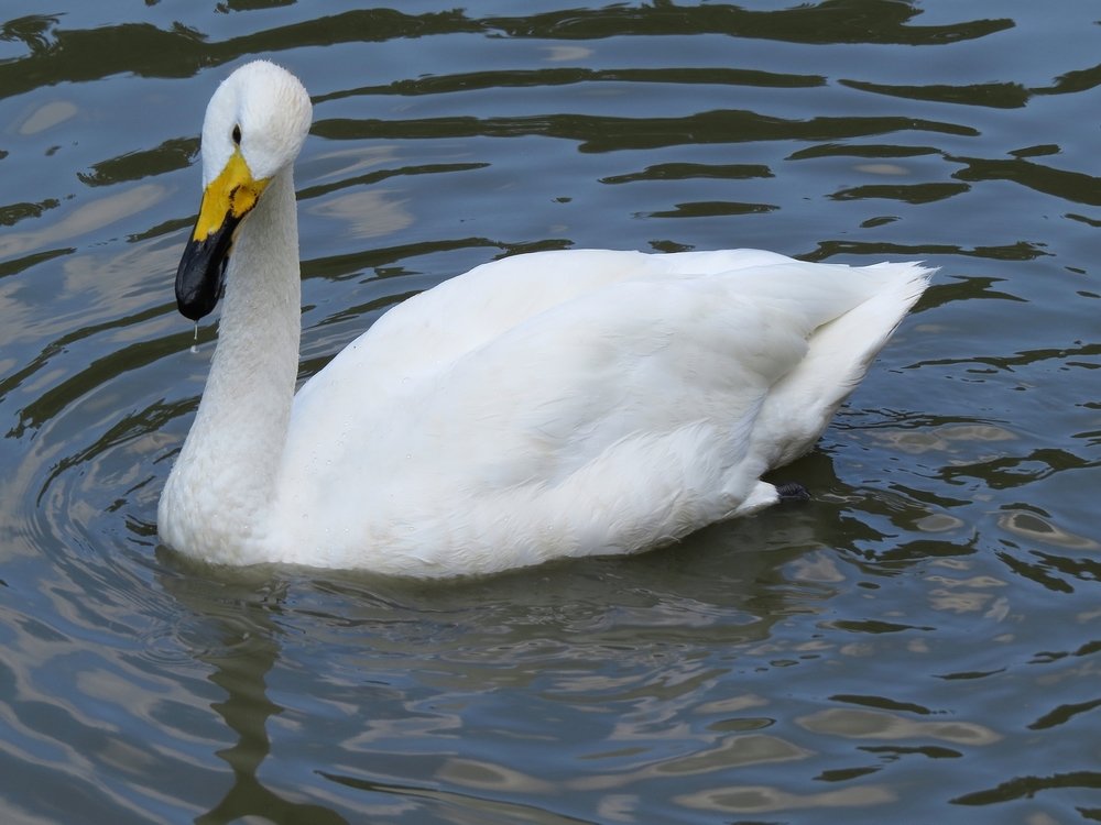 Белый лебедь