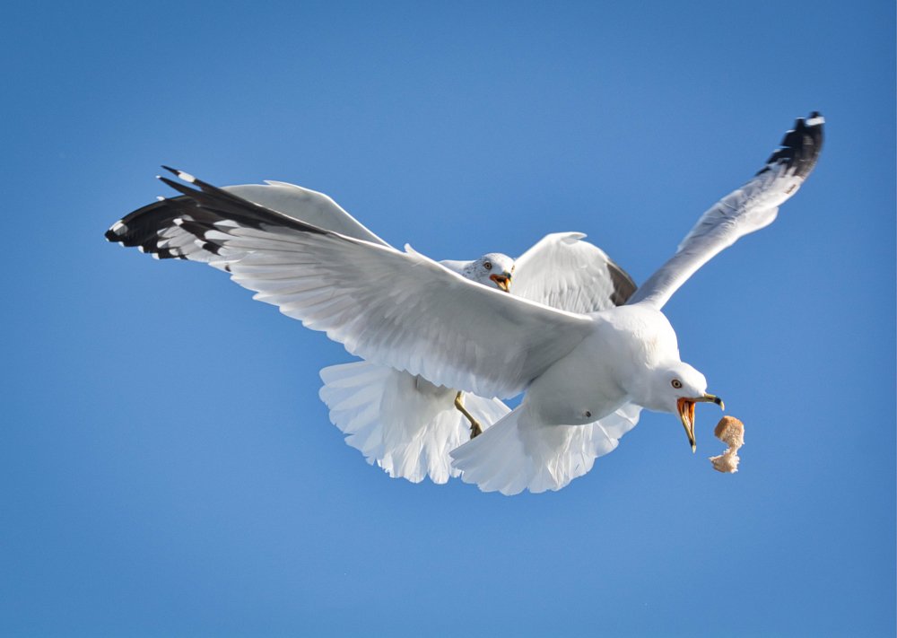 Photograph by Koel Das