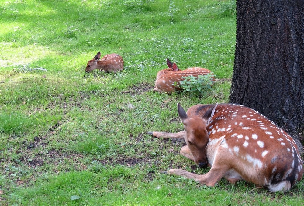 Пятнистые олени