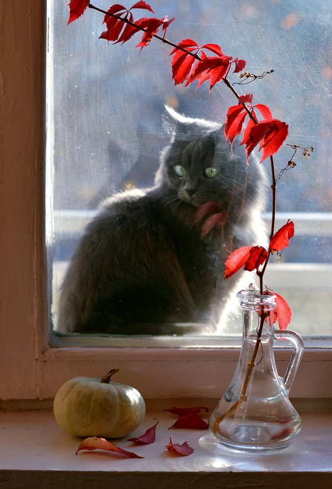 Осенний котонатюрморт