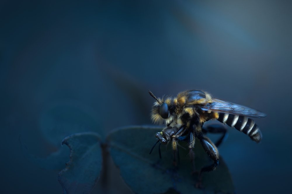 The bumblebee's personal life