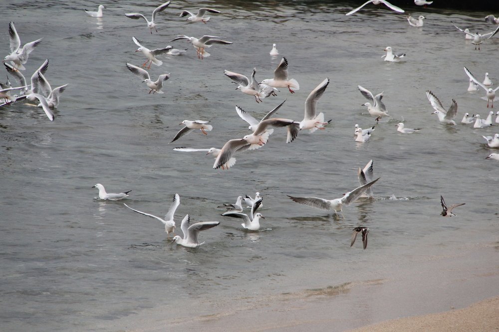 Photograph by иван антоненко