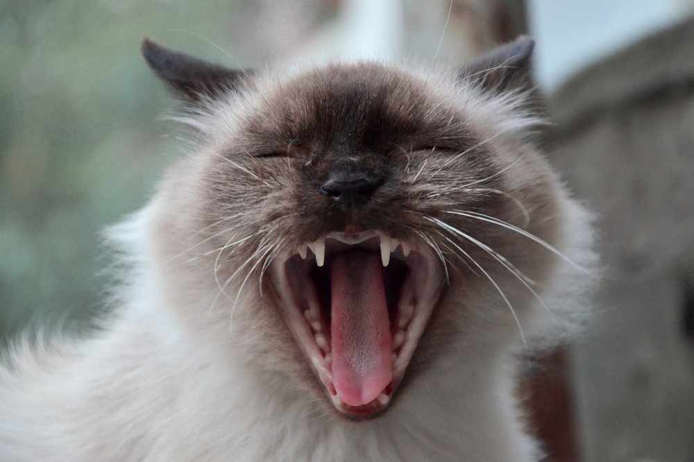 Photograph by Анна Пикаленко