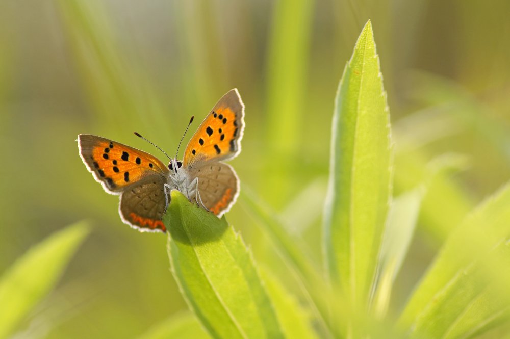 Photograph by Чепленко Алексей