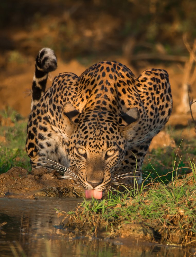 Selena in the golden light.