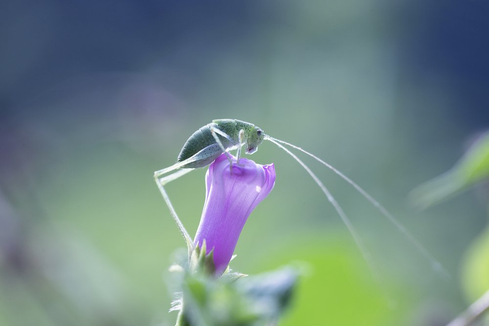 Long-horned grasshoppers