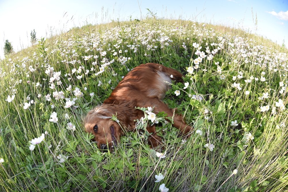 Photograph by Людмила Воропаева