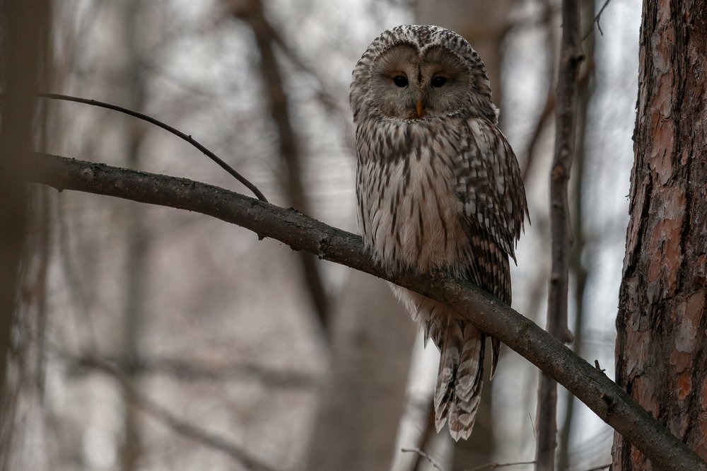 Photograph by Марат Кучкаев