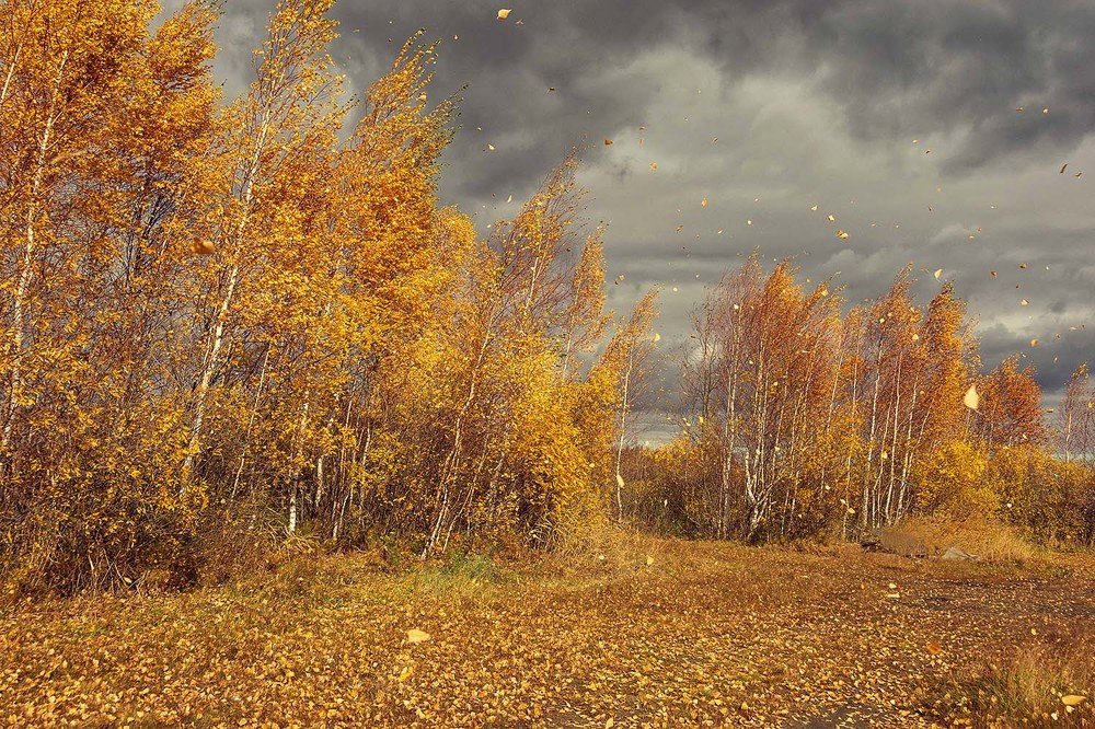 осень ветреная