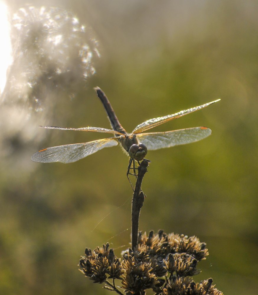 Photograph by Василий Либко