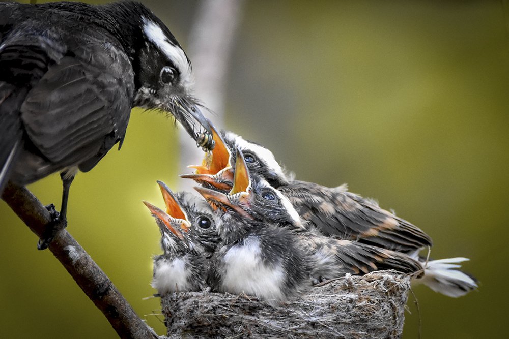 Photograph by Mindaka