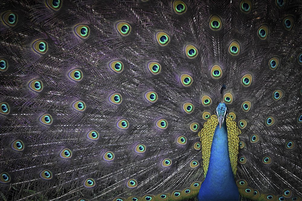 Photograph by Mindaka