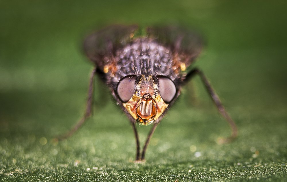 Photograph by Василий Либко