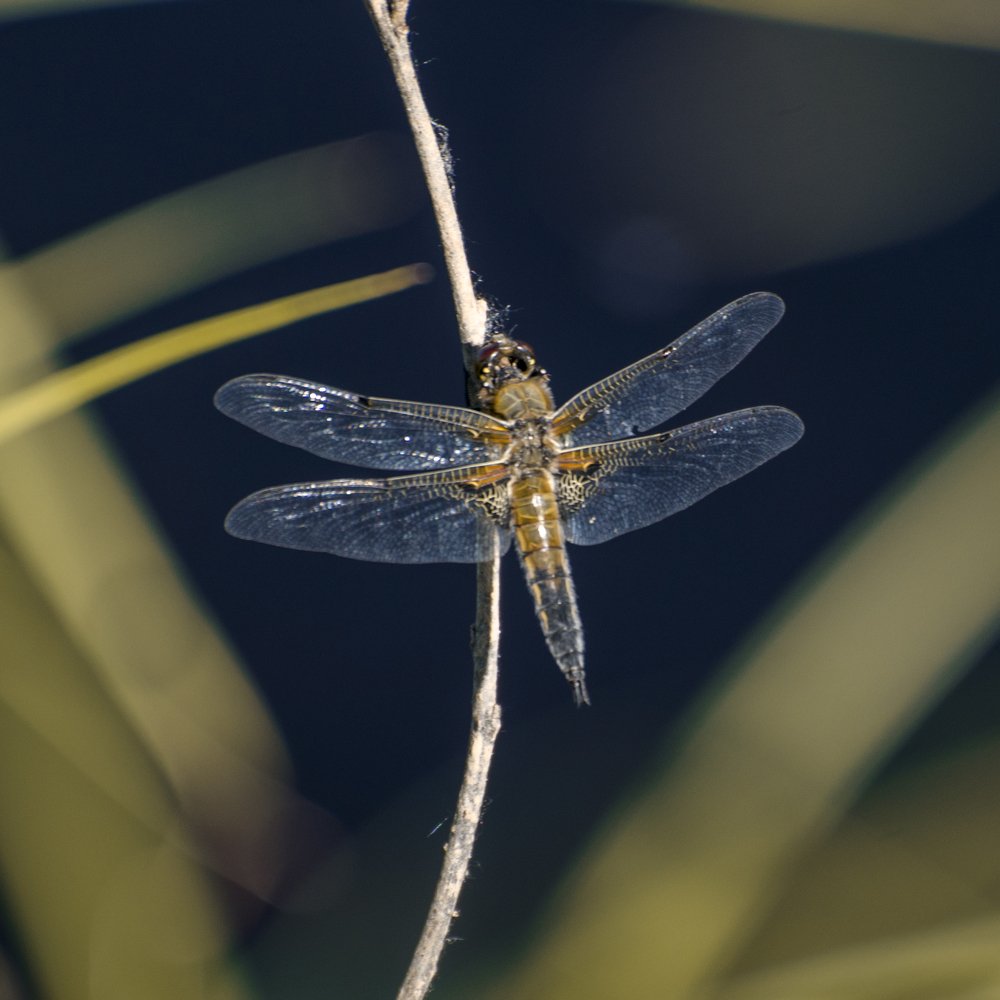 Photograph by Василий Либко