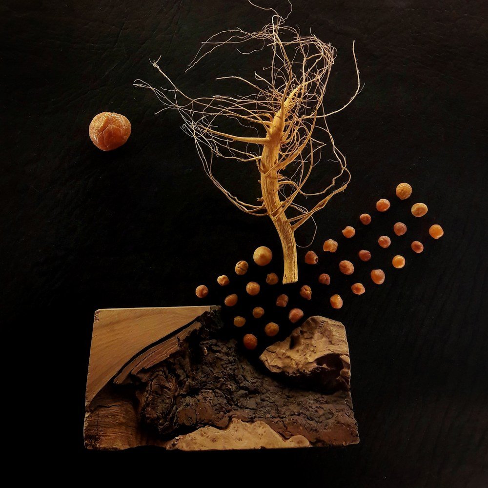 происхождение янтаря