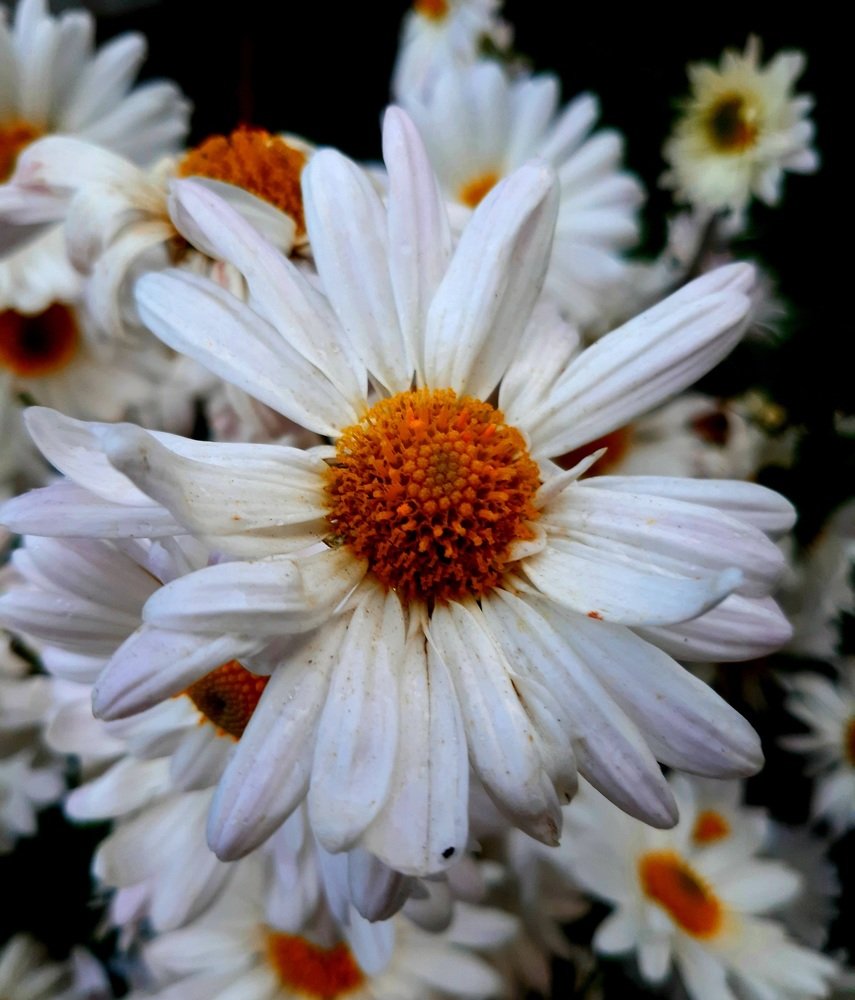 Photograph by Юлія Гнатишак