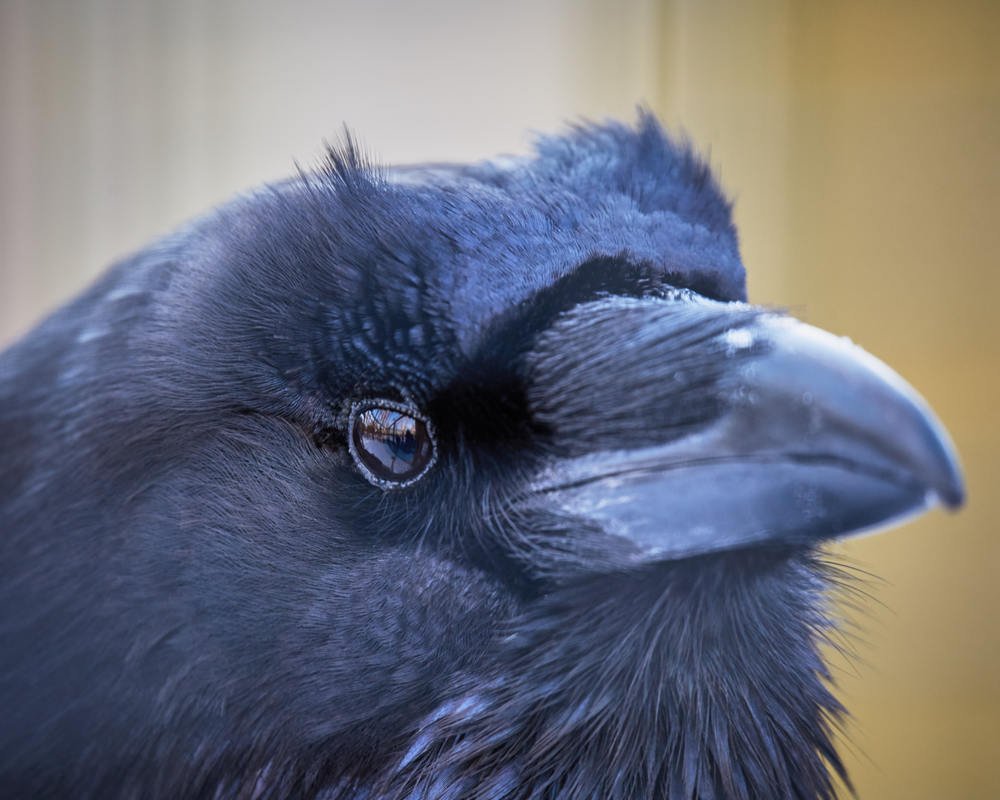 Photograph by Natalia Ghimp