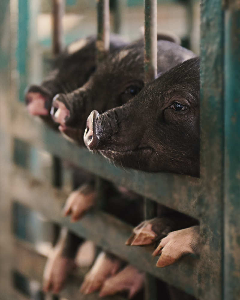 Photograph by Natalia Ghimp