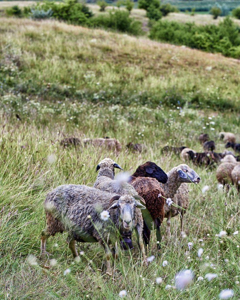 Photograph by Natalia Ghimp