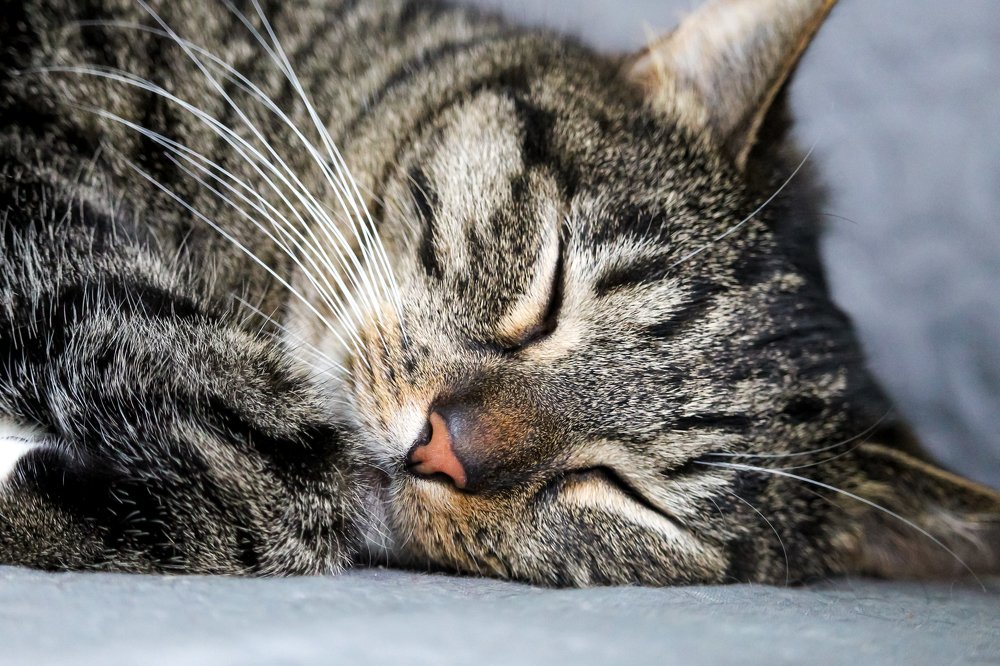 Sleeping cute cat