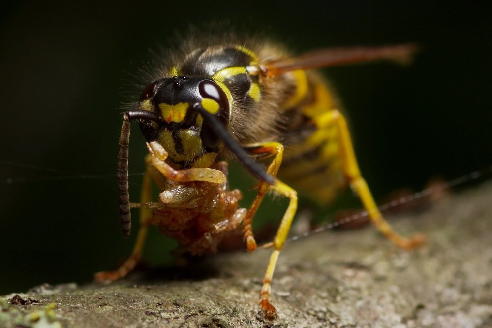 Фотография автора Юрий Кольцов