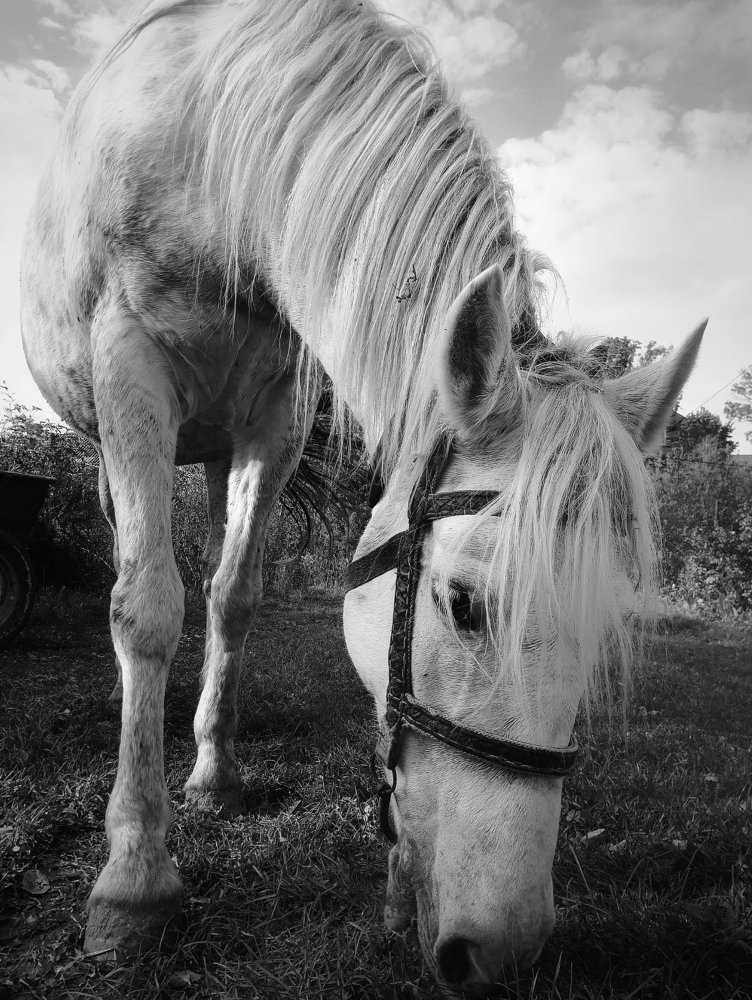 Фотография автора Сергей Побережниченко