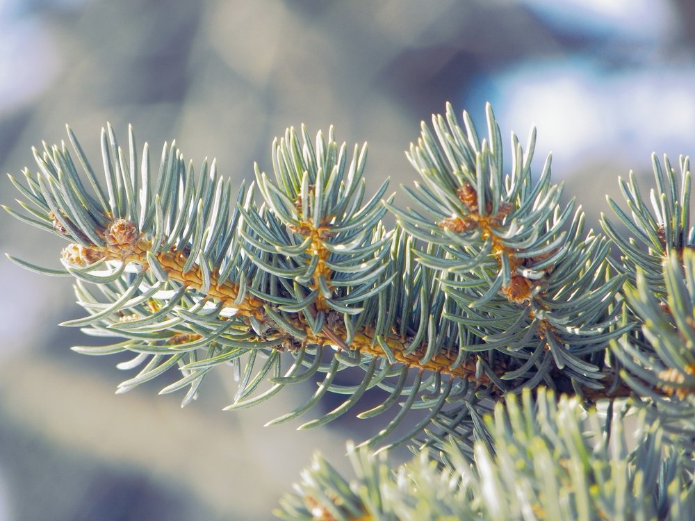 Photograph by Александр Малютин