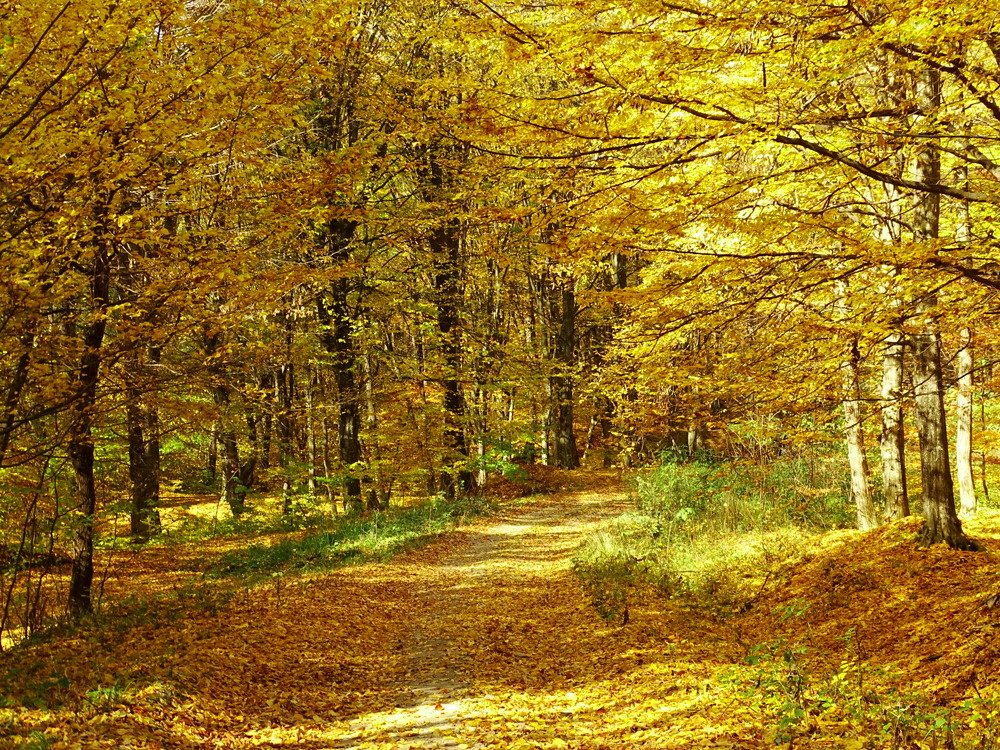 Фотография автора Remus Lucescu