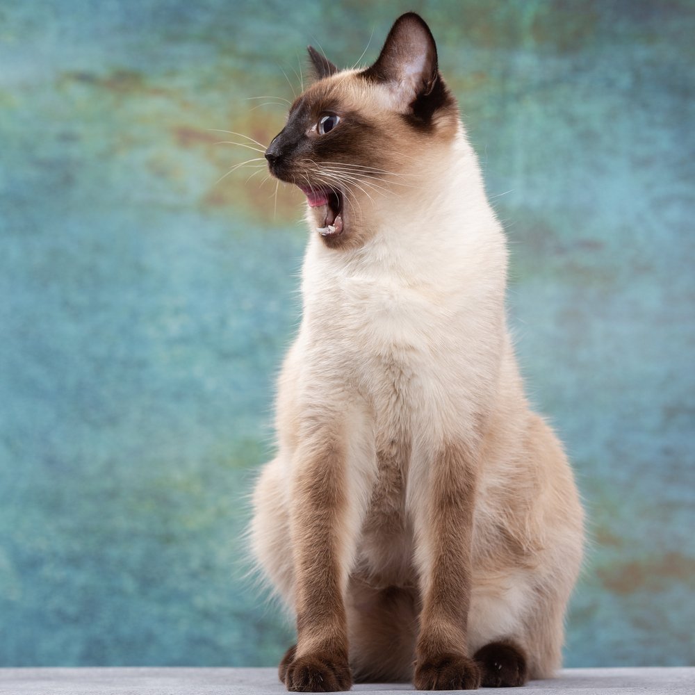 Photograph by Екатерина Коломеец