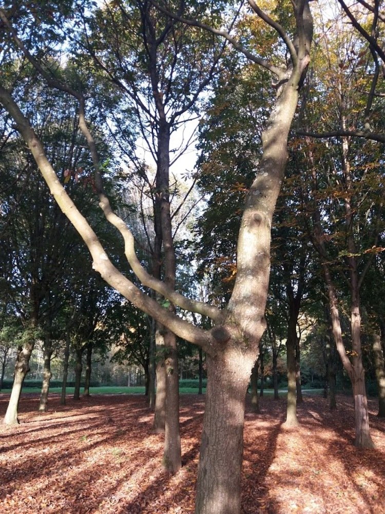 Фотография автора Valentin Claes