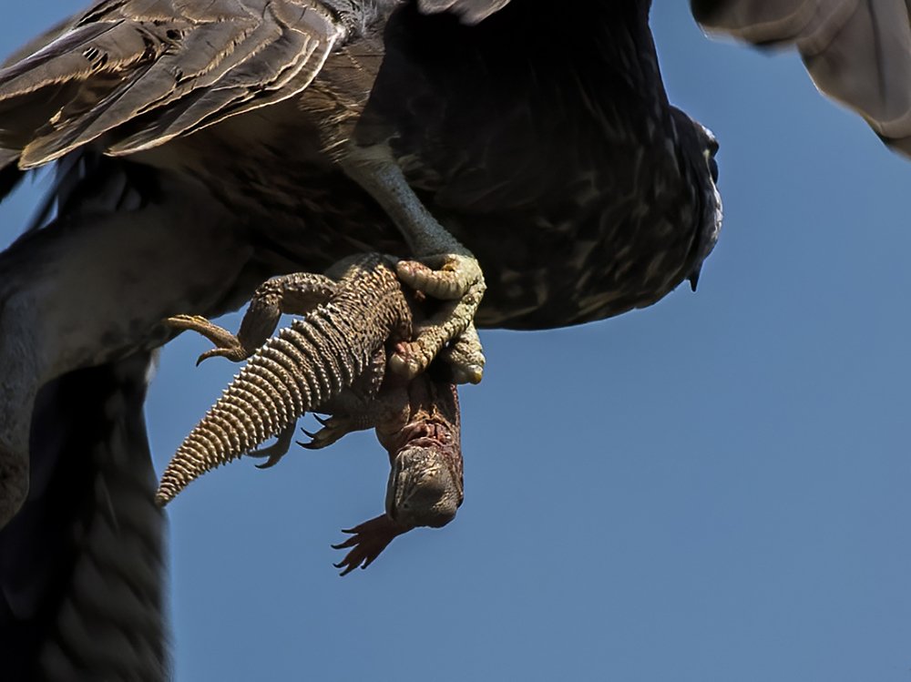 The first and last flight