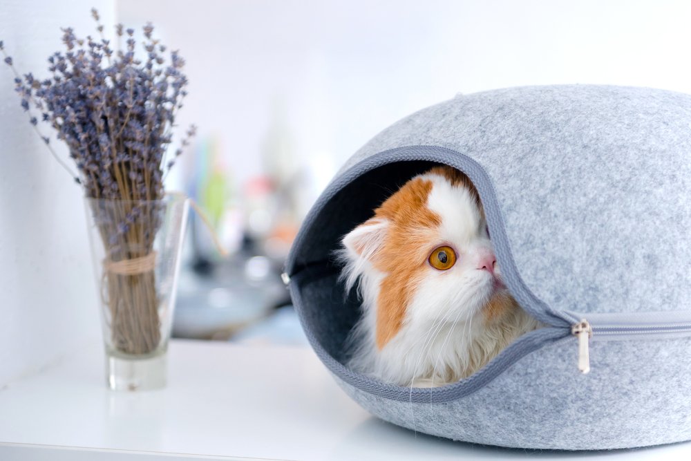 Photograph by Polishchuk Yuliia