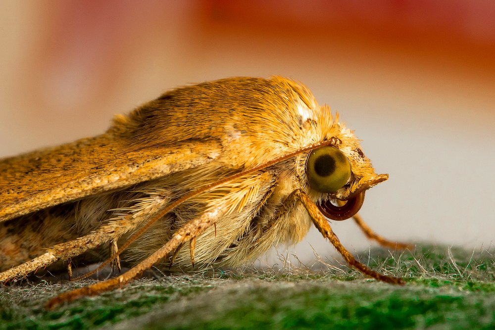 Фотография автора Владислав Жуков