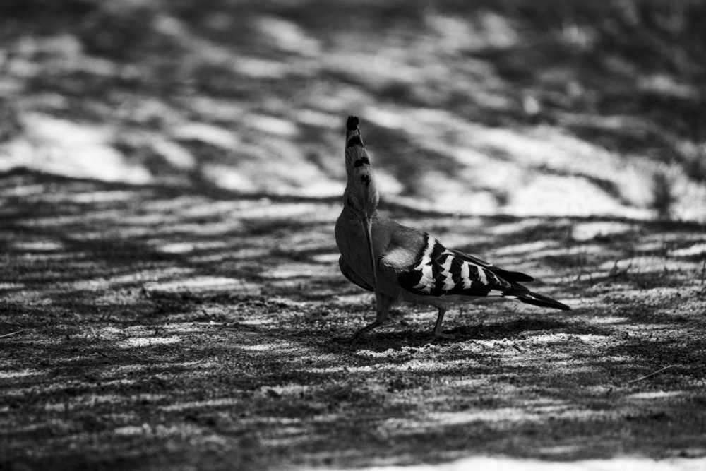 Photograph by Helmy Moataz