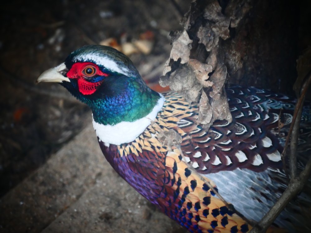 Китайский фазан.