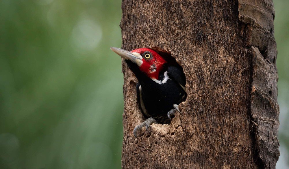 Woodpecker