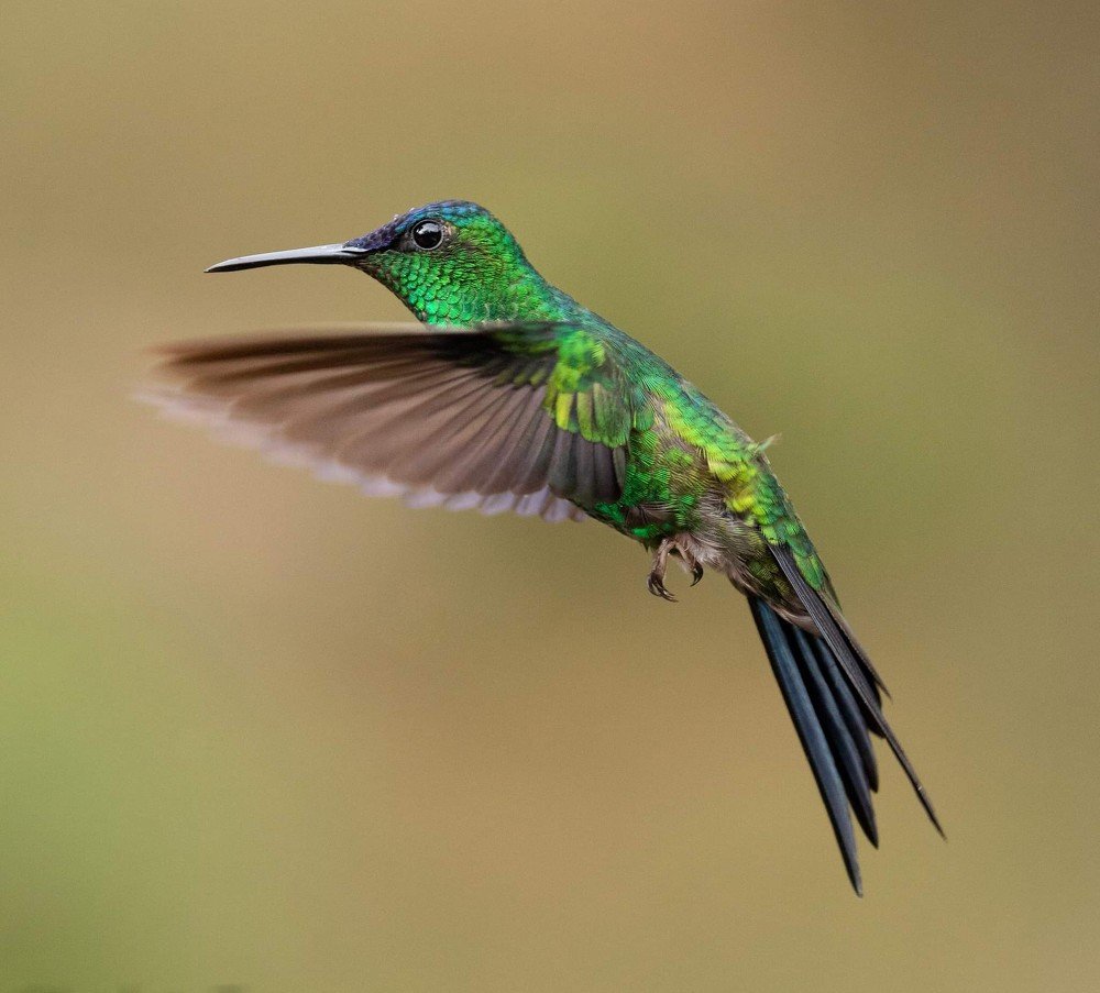 Hummingbird