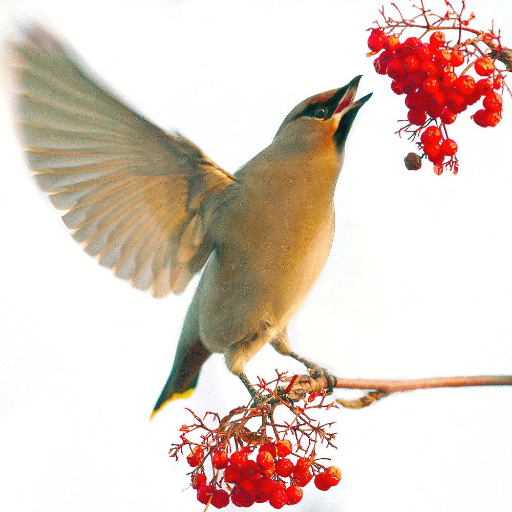 Photograph by Михаил Белоусов