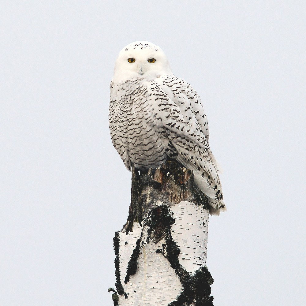 Photograph by Михаил Белоусов