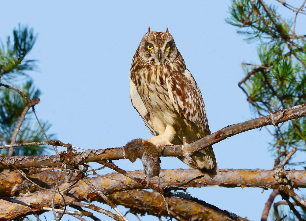 Photograph by Михаил Белоусов