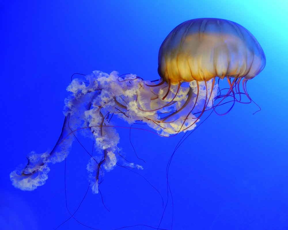 jellyfish