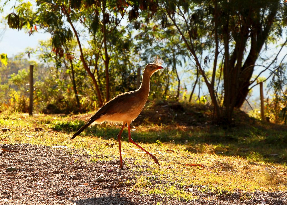 Photograph by Tatiana Barthem