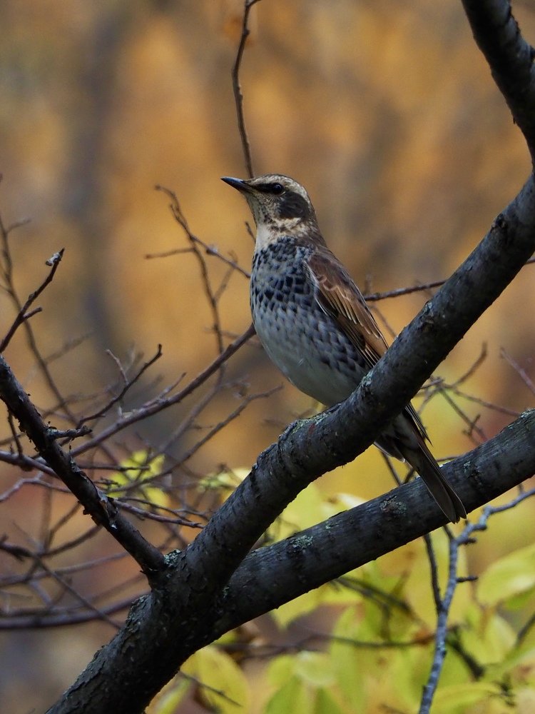 Photograph by Юлия Поршнева
