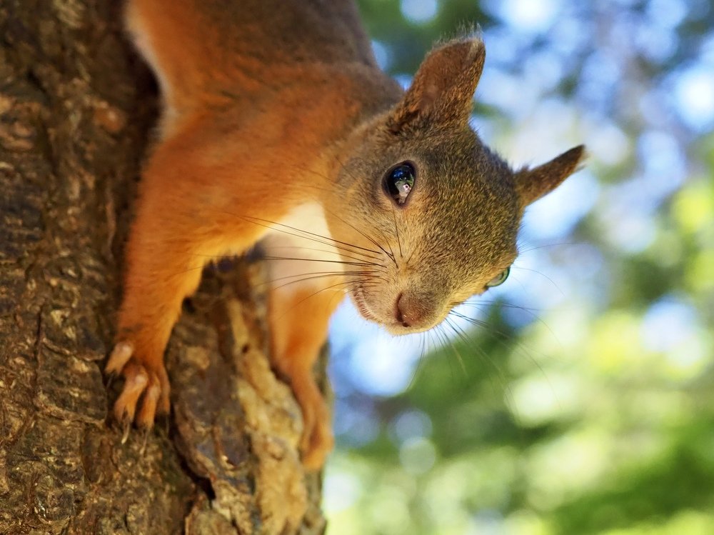 Счастливая белка