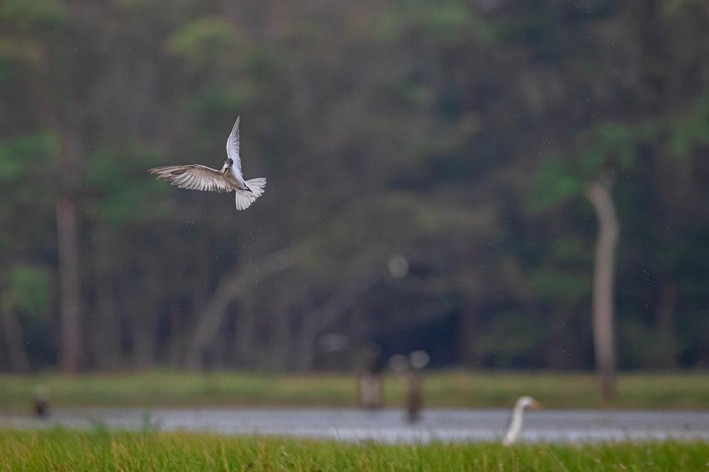 Photograph by Ansala Botheju