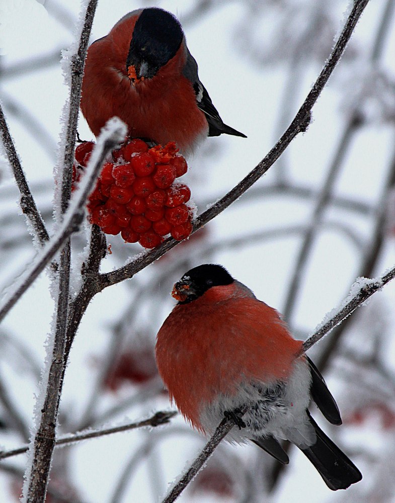 Photograph by Зоя Быкова